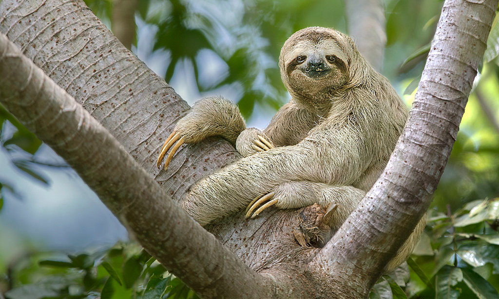 International Sloth Day - October