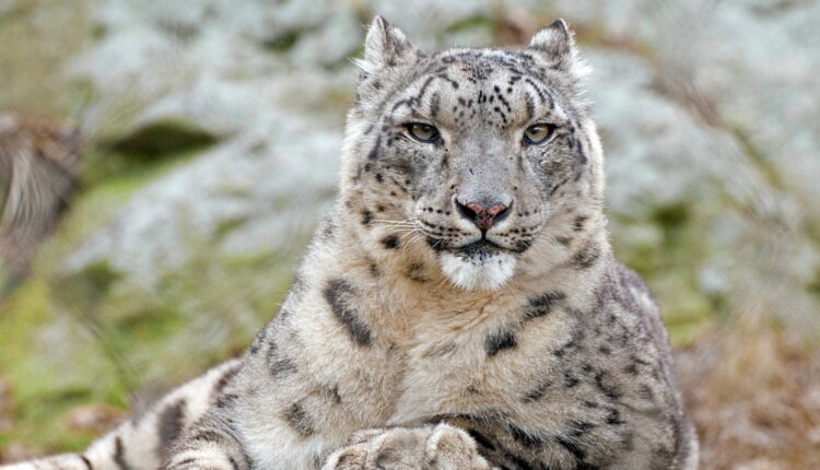 International Snow Leopard Day - October 23