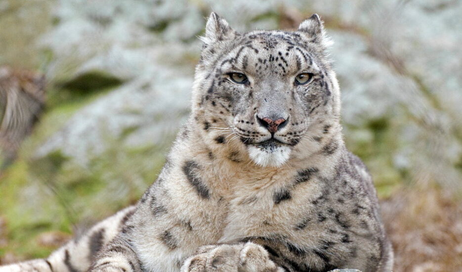 International Snow Leopard Day October 23, 2024