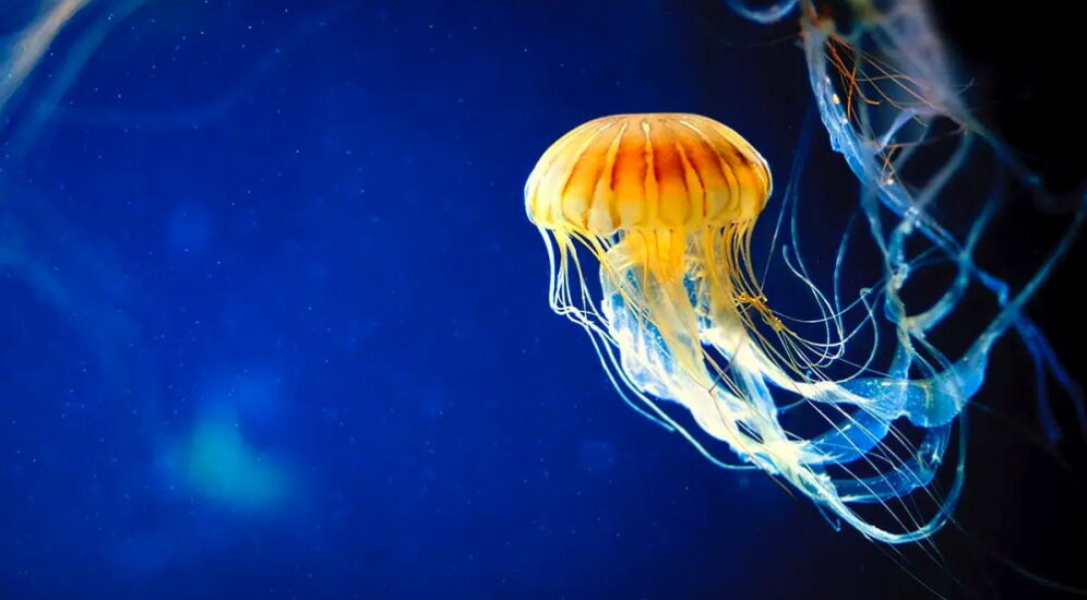 Jellyfish Day – November 3, 2024