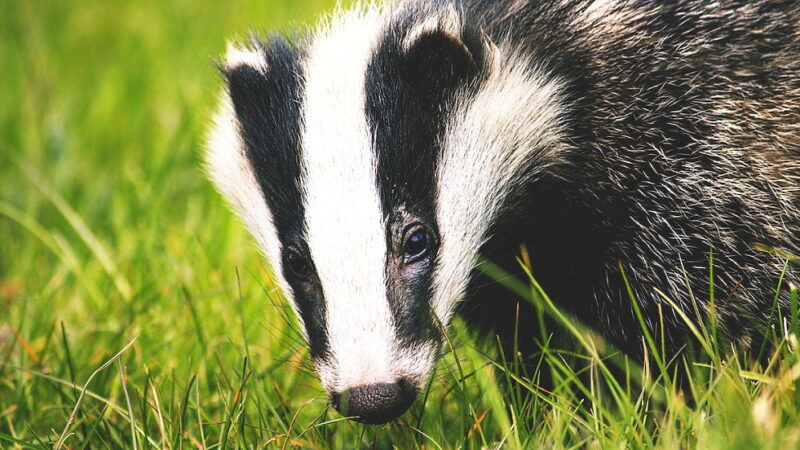 National Badger Day - October 6