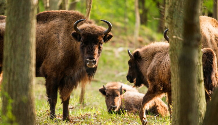 National Bison Day - November