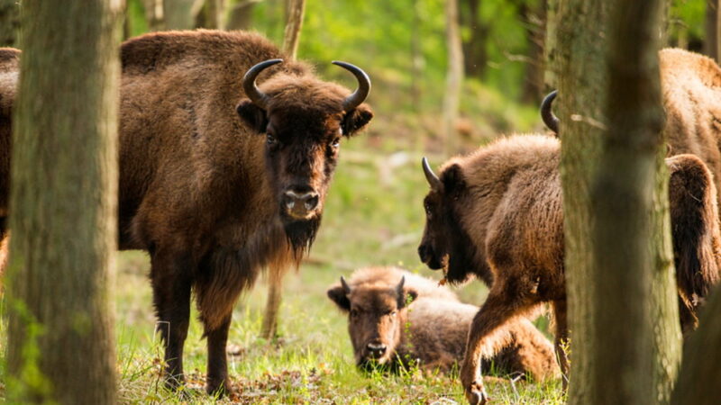 National Bison Day - November