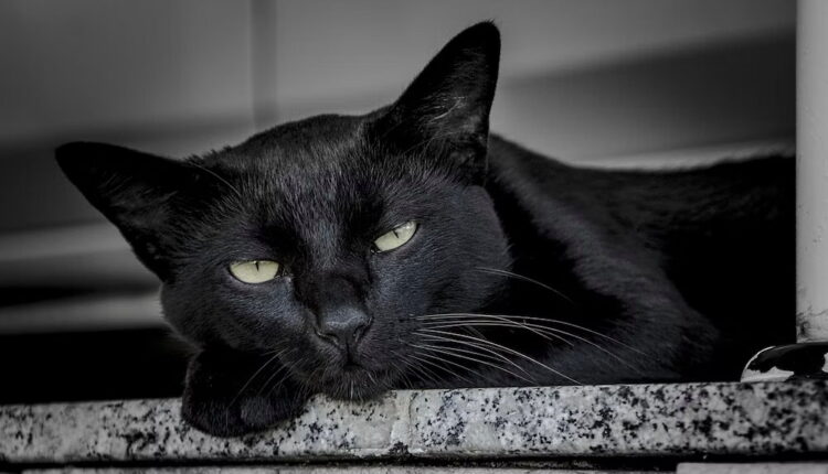 National Black Cat Day - October 27