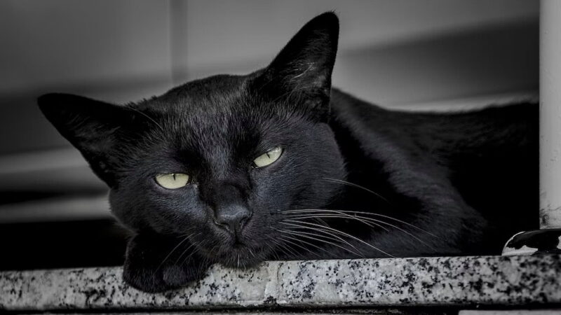 National Black Cat Day - October 27
