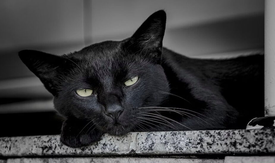 National Black Cat Day October 27, 2024