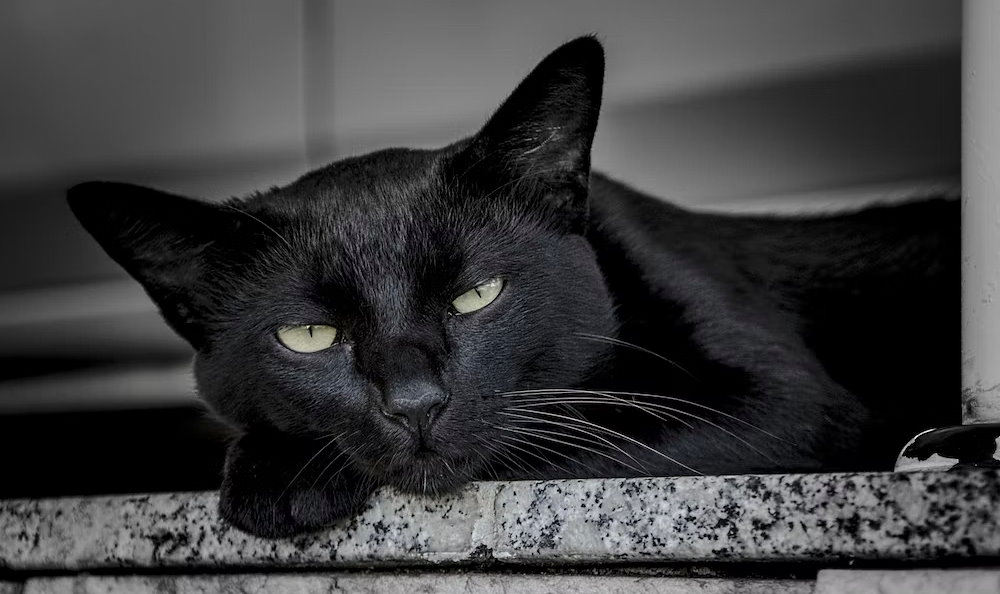 National Black Cat Day - October 27