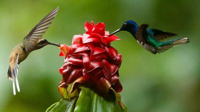 National Butterfly and Hummingbird Day - October