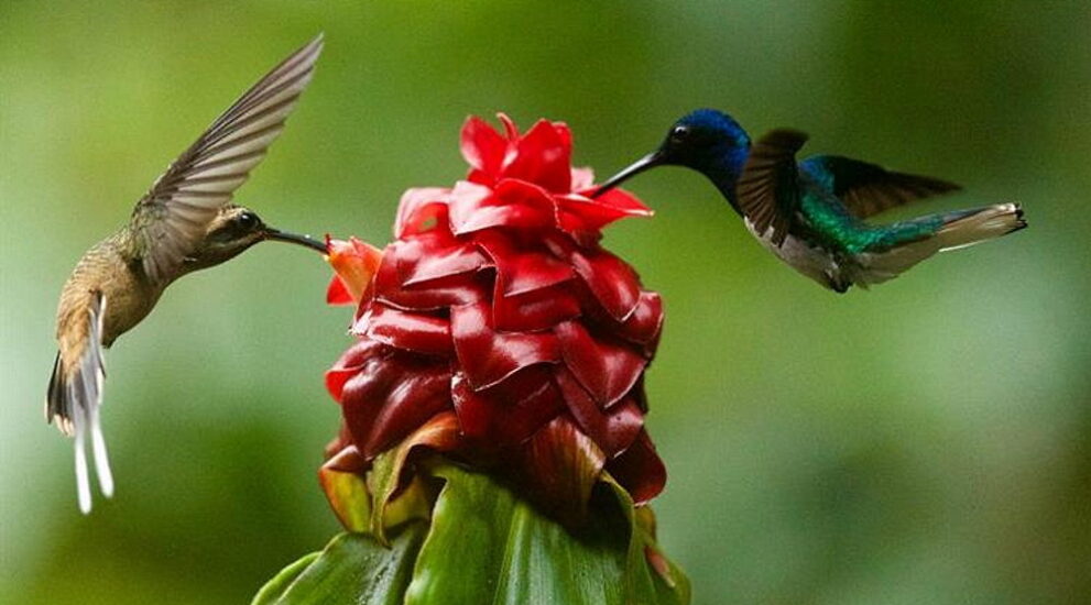 Butterfly And Hummingbird Day 2024 India Renae Charlene