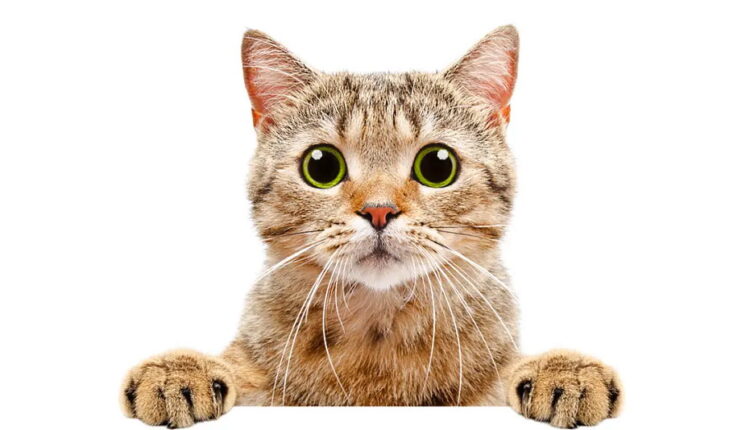 National Cat Day - October 29