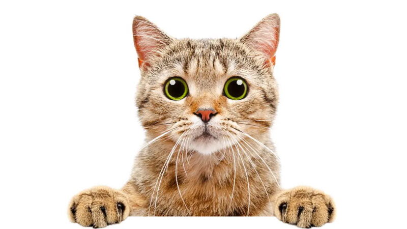 National Cat Day - October 29
