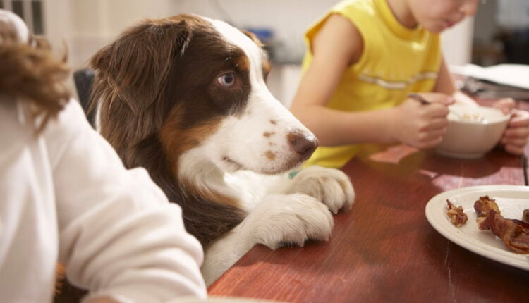 National Cook For Your Pets Day - November 1