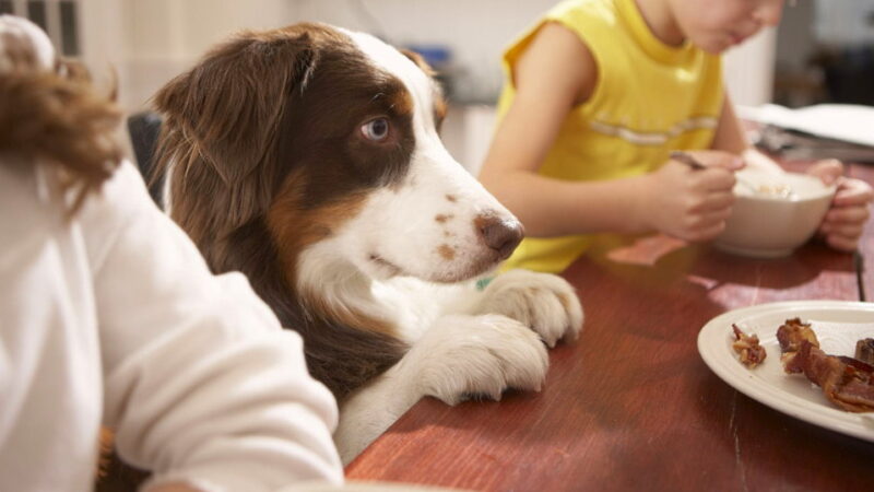 National Cook For Your Pets Day - November 1