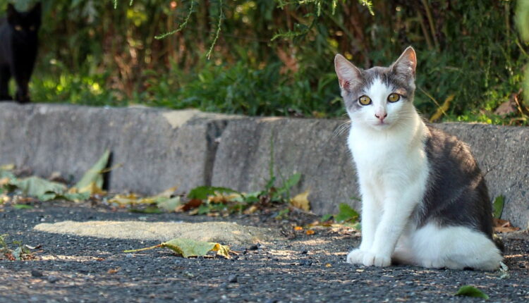 National Feral Cat Day - October 16