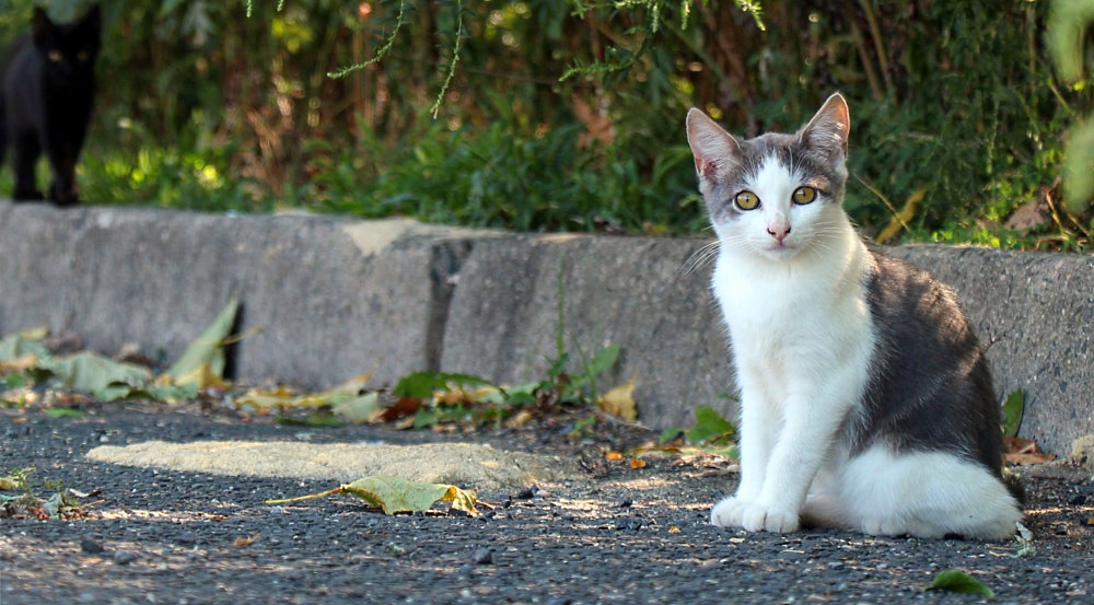 National Feral Cat Day - October 16