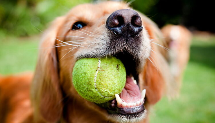 National Fetch Day - October