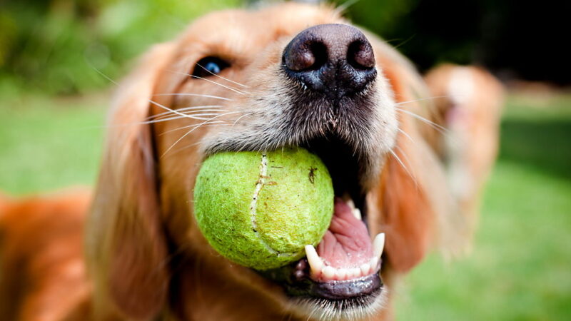 National Fetch Day - October