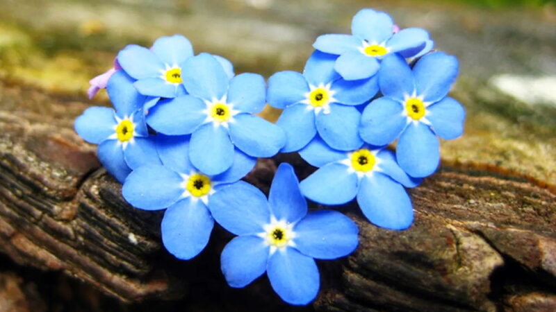 National Forget-Me-Not Day - November 10