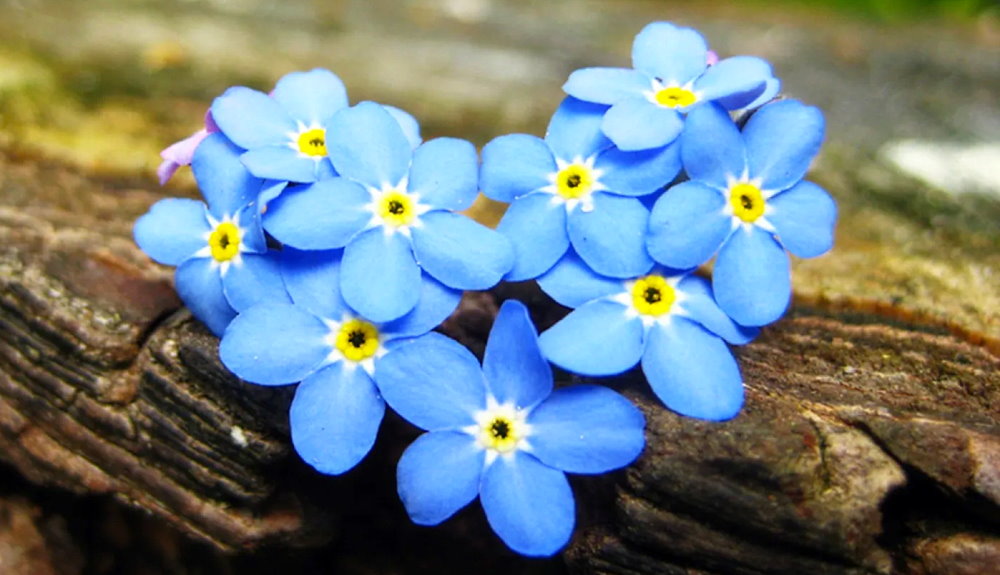 National Forget-Me-Not Day - November 10