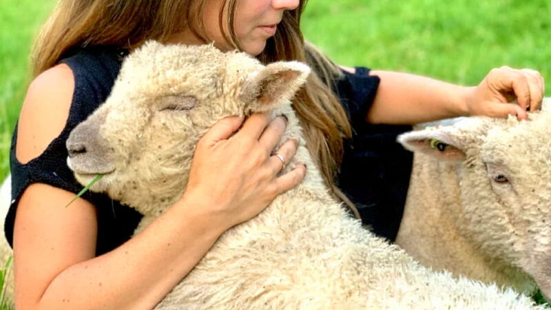 National Hug A Sheep Day - October