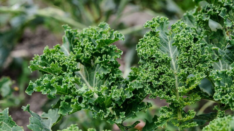 National Kale Day - October