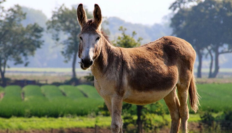 National Mule Day - October 26
