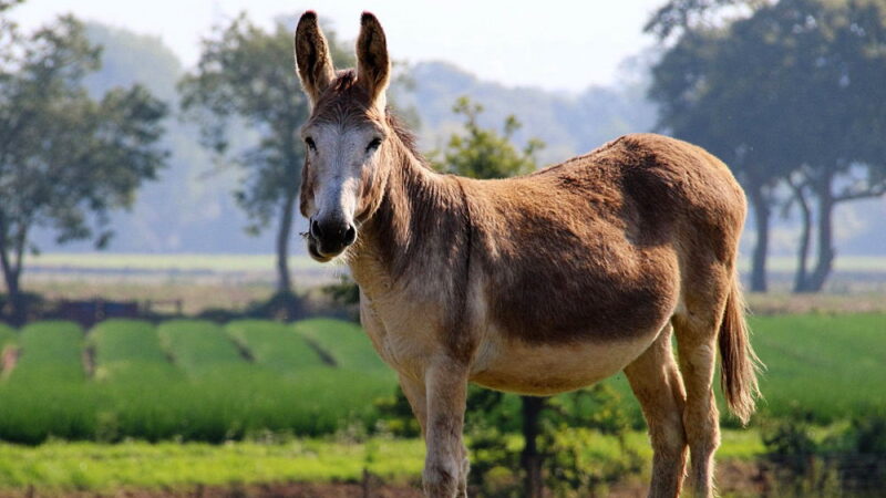 National Mule Day - October 26