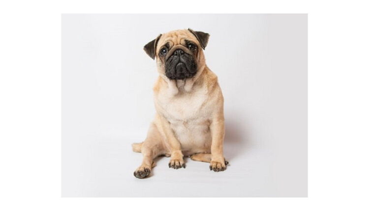 National Pet Obesity Awareness Day - October