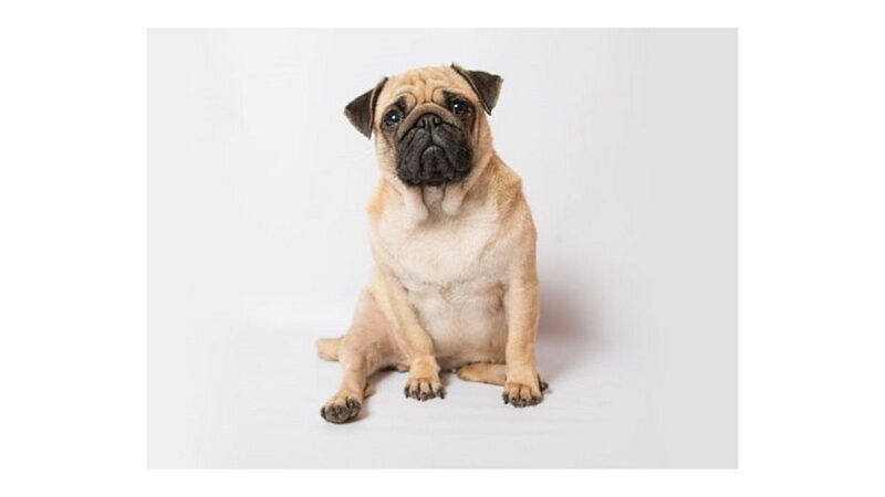 National Pet Obesity Awareness Day - October