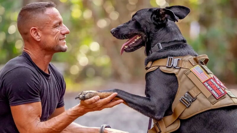 National Pets for Veterans Day - October 21
