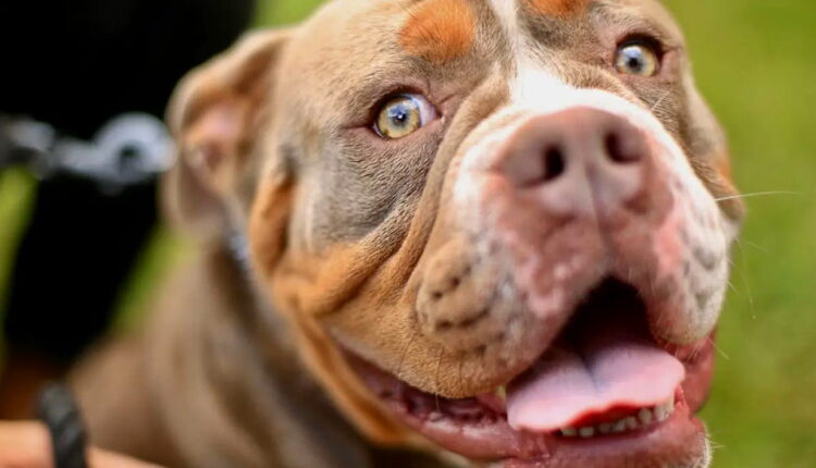 National Pit Bull Awareness - October