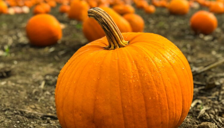 National Pumpkin Day - October 26
