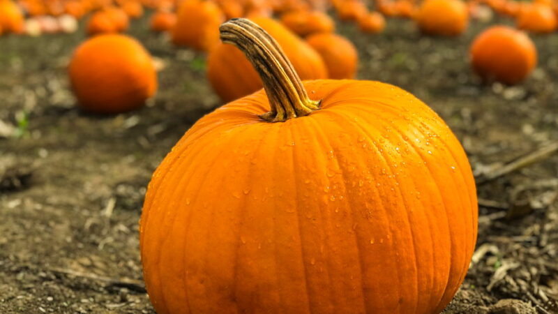 National Pumpkin Day - October 26