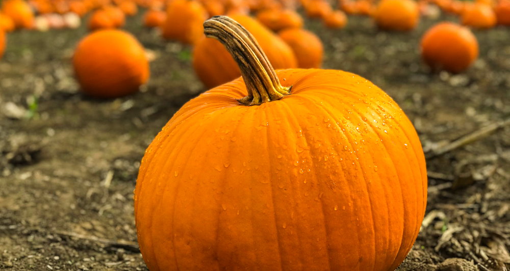 National Pumpkin Day - October 26