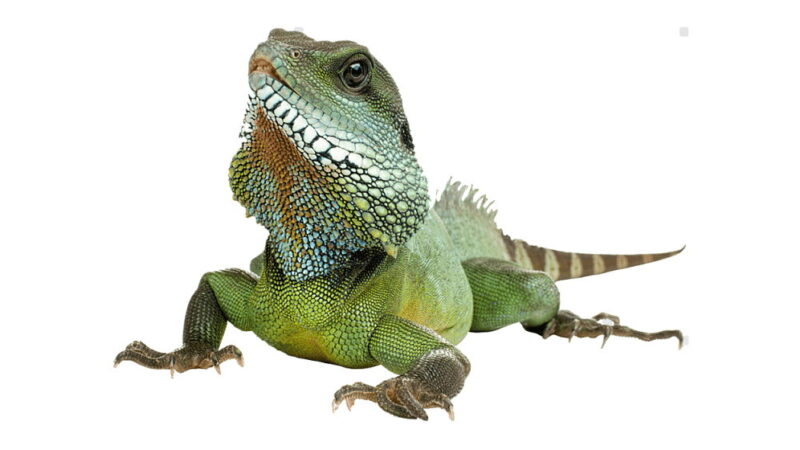 Reptile Awareness Day - October 21