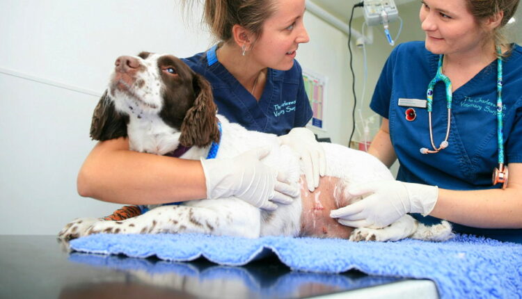 Vet Nurse Day - October