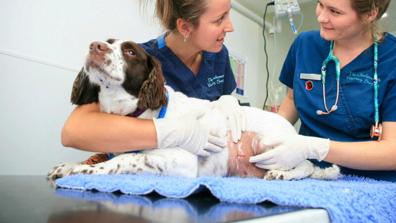 Vet Nurse Day - October