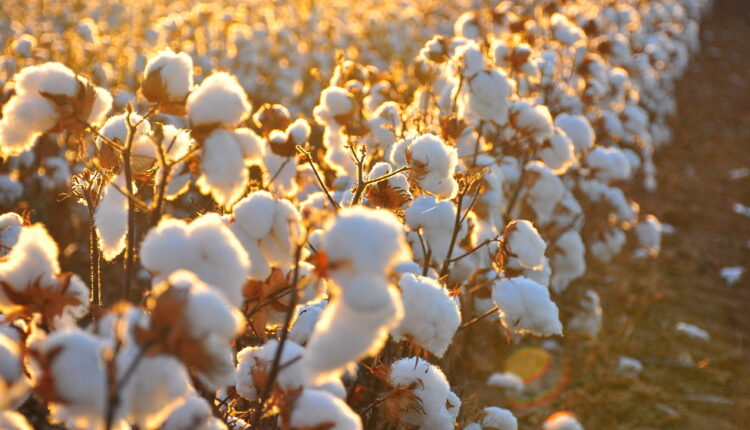 World Cotton Day - October 7