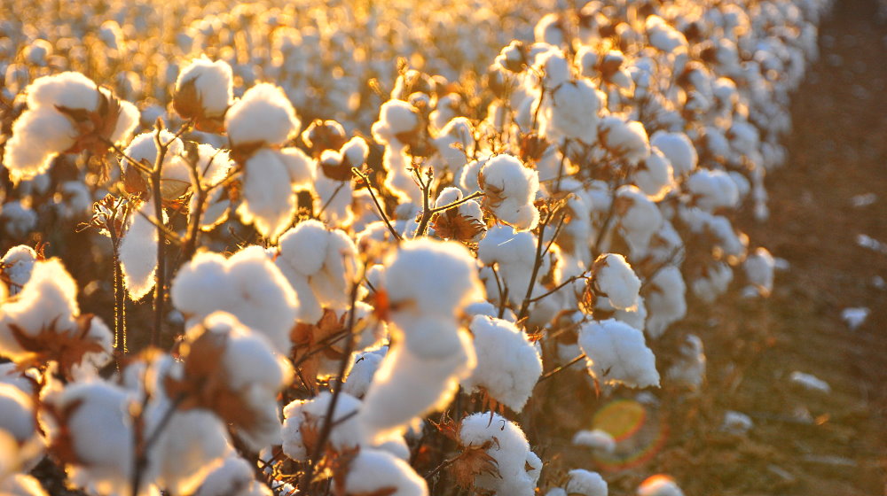 World Cotton Day - October 7