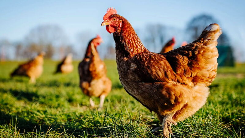 World Farm Animals Day - October 2