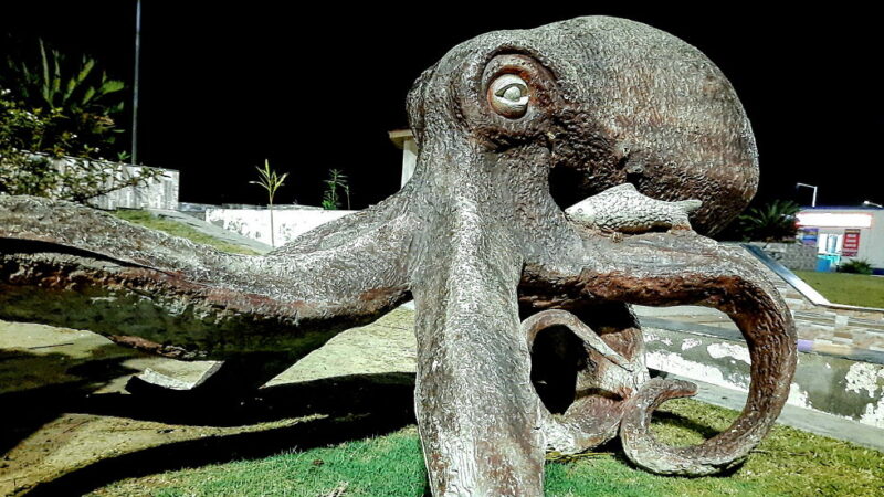 World Octopus Day - October 8