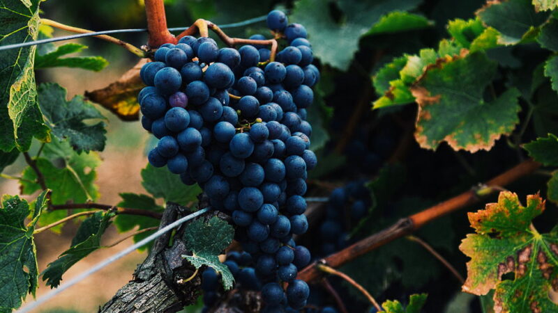 Cabernet Franc Day - December 4