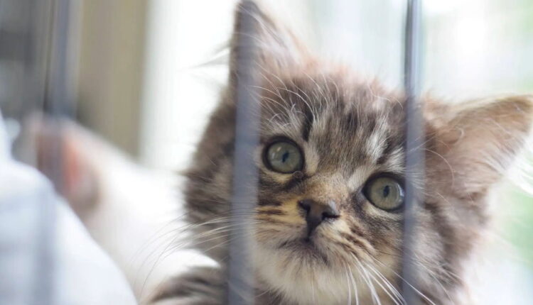 Humane Society Anniversary Day - November 22