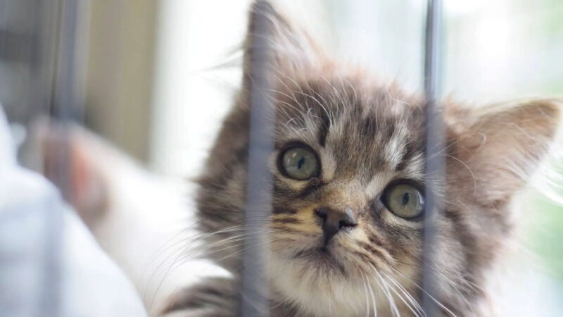 Humane Society Anniversary Day - November 22