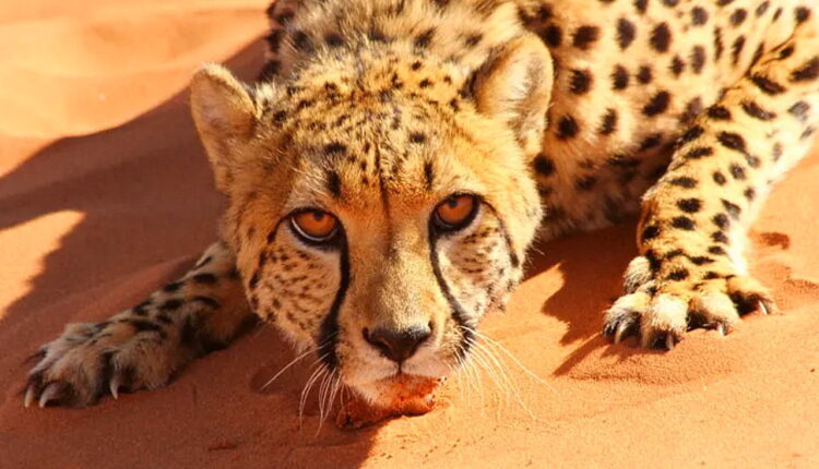 International Cheetah Day - December 4