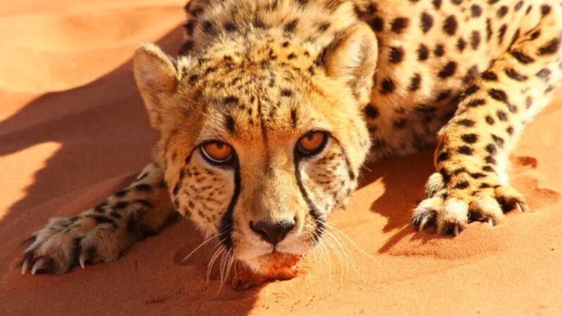 International Cheetah Day - December 4