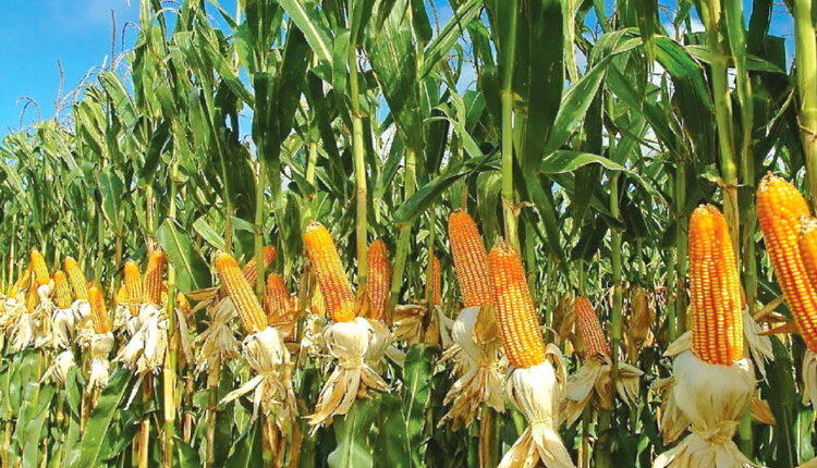 Maize Day - November