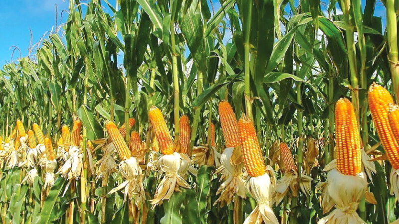 Maize Day - November