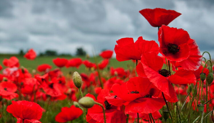 Remembrance Day - November 11