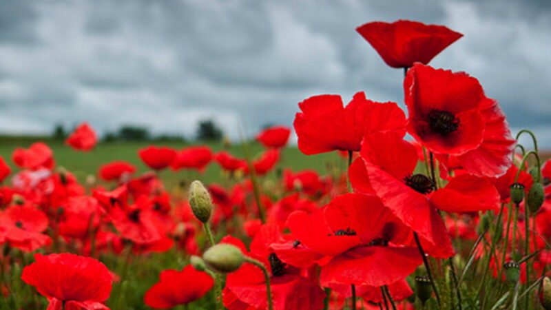 Remembrance Day - November 11